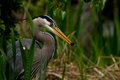 Great Blue Heron and a Fish