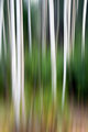 Spring Birch