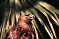Golden Eagle