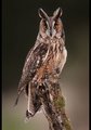 Long-eared Owl