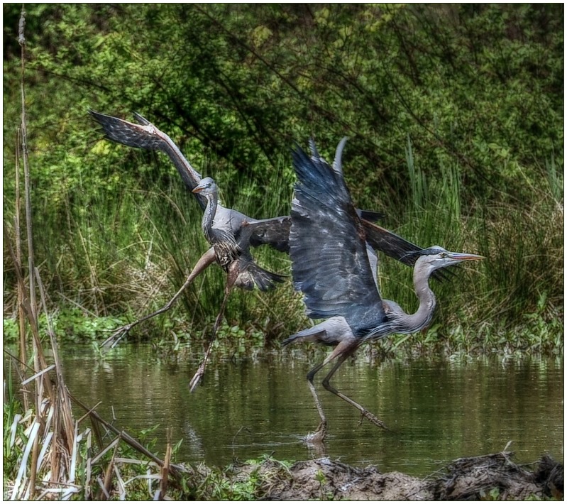 Dance of the Dinosaurs