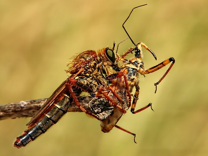 Death of a Predator