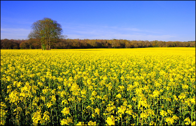 Fields of gold