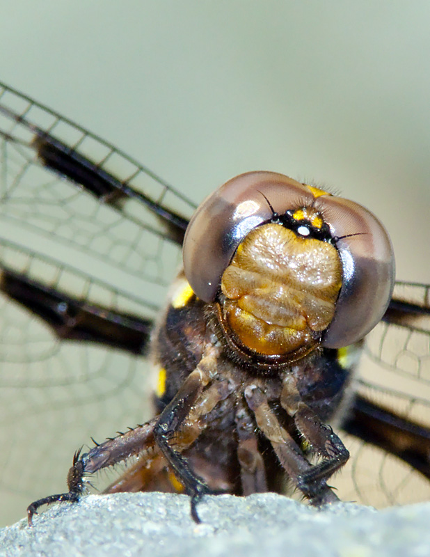 Puff, the magic dragonfly