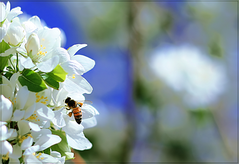 Pollen Transporters Inc.