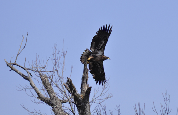 Golden Eagle Taking Flight
