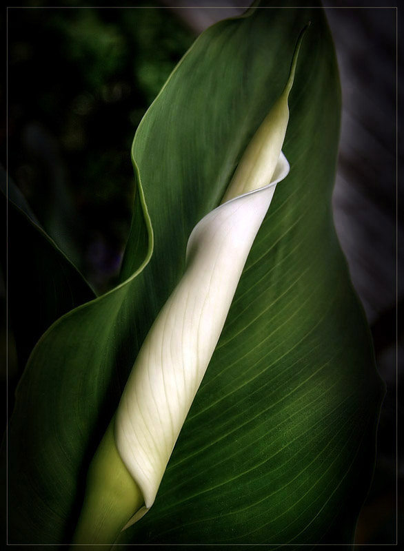 Shades of Calla