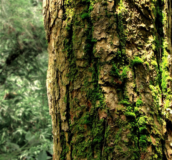 Shade of a tree