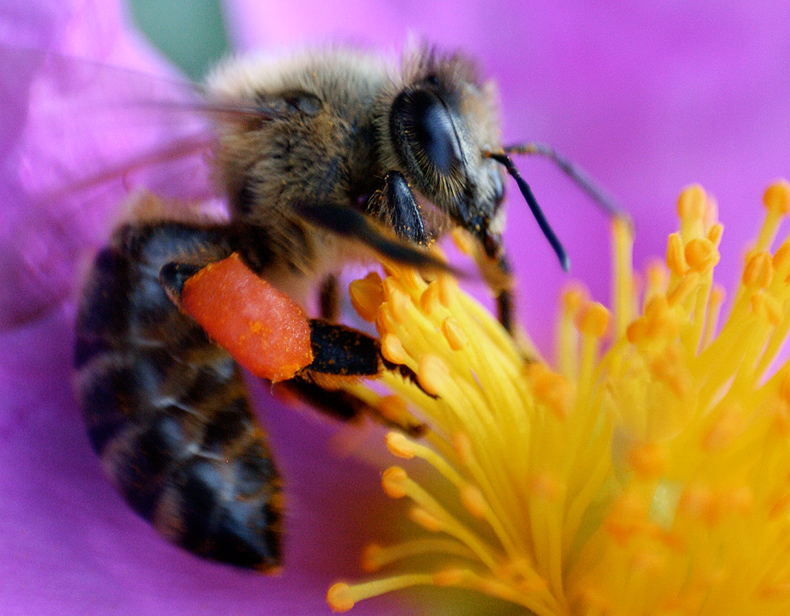 Busy Little Bee