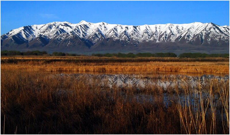 Bear River Marsh