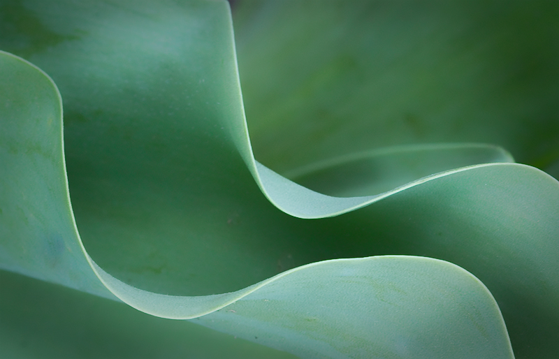 Tulip Leaf Study
