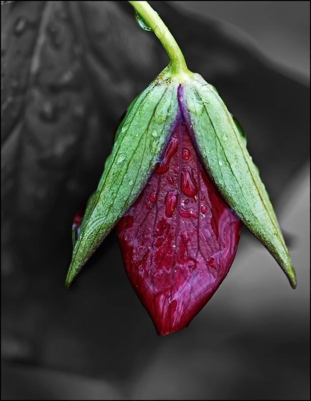 Trillium Erectum / Purple Trillium