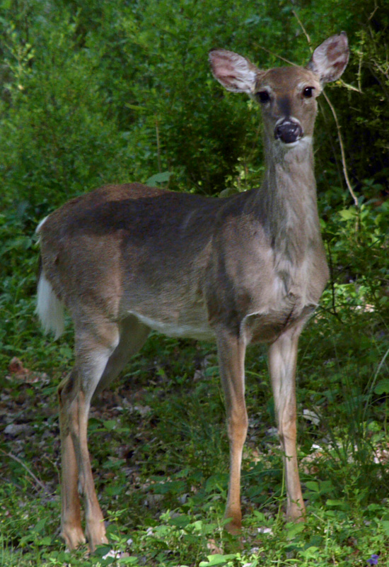 Backyard Friend