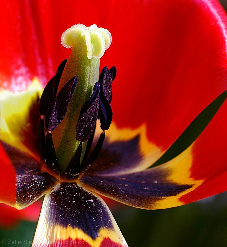 Tulip Stamen