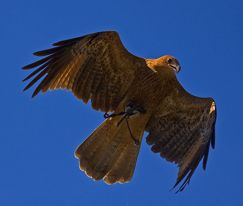 Whistling Kite