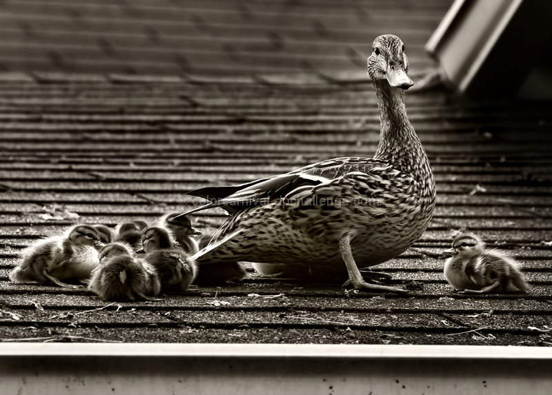 Up on the Roof