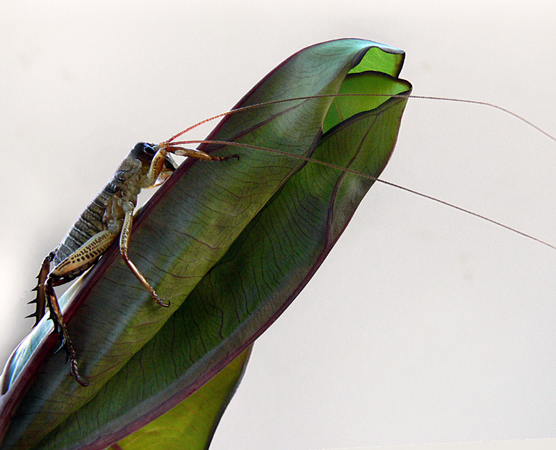 Weta