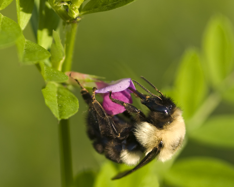 April Showers Bring Spring Pollen