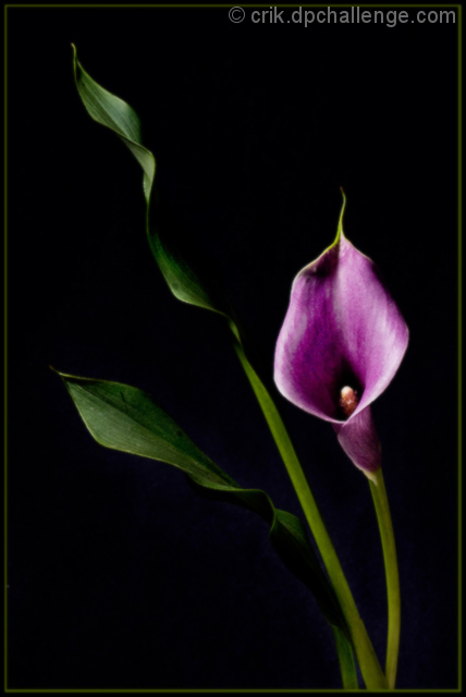 Purple Calla