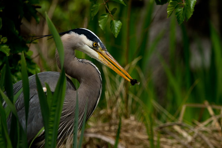 Great Blue Heron and a Fish