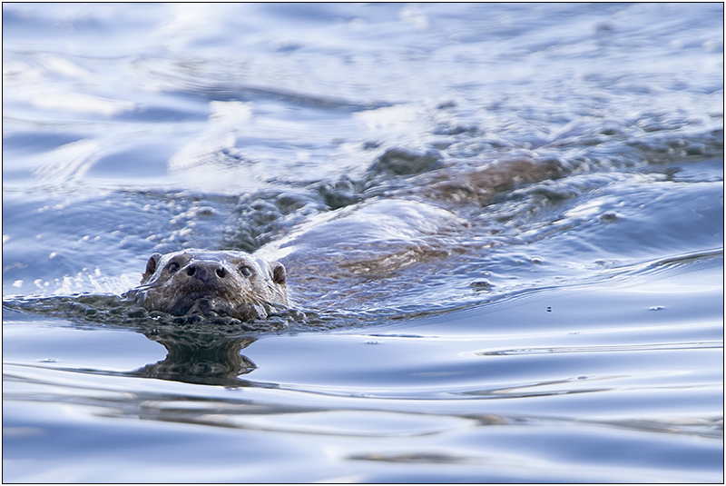 Sea Otter, Isle of Mull