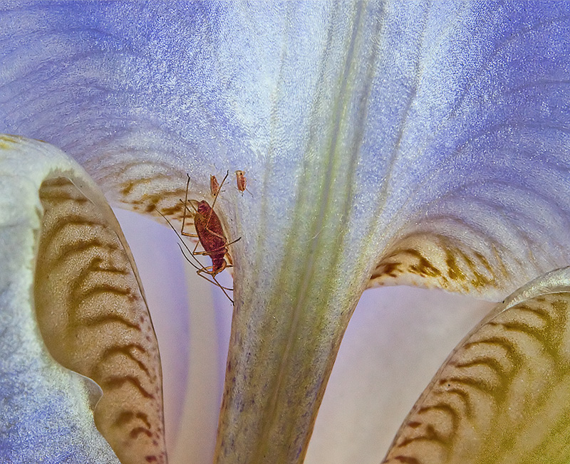 Tiny Family Living In An Iris