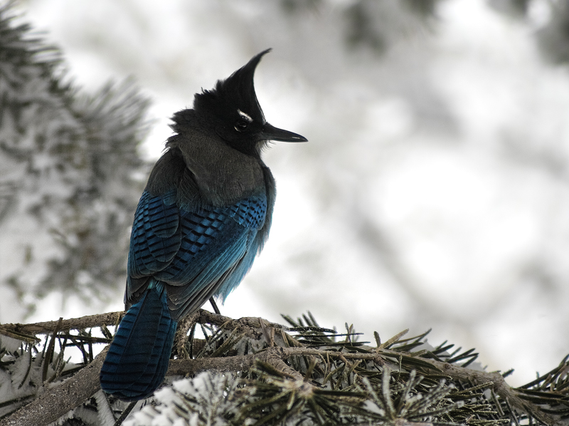 Steller's Jay