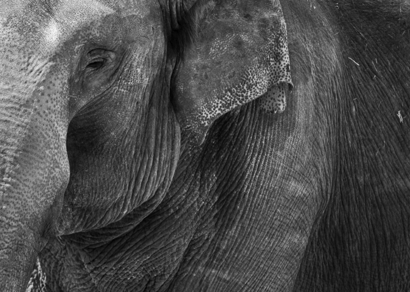Elephant Wrinkles