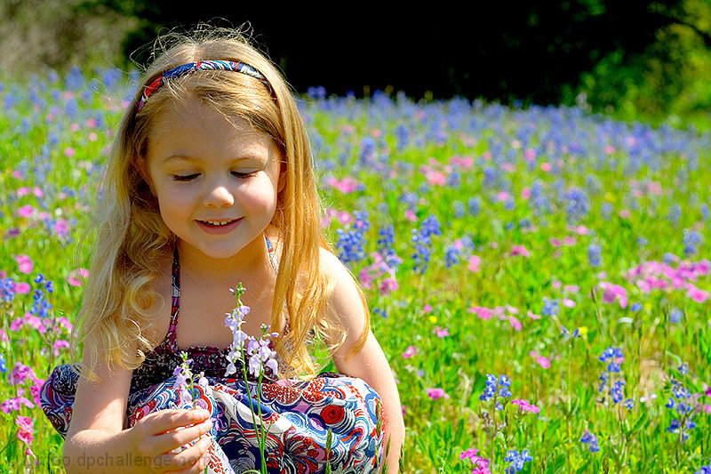 A flower in the meadow