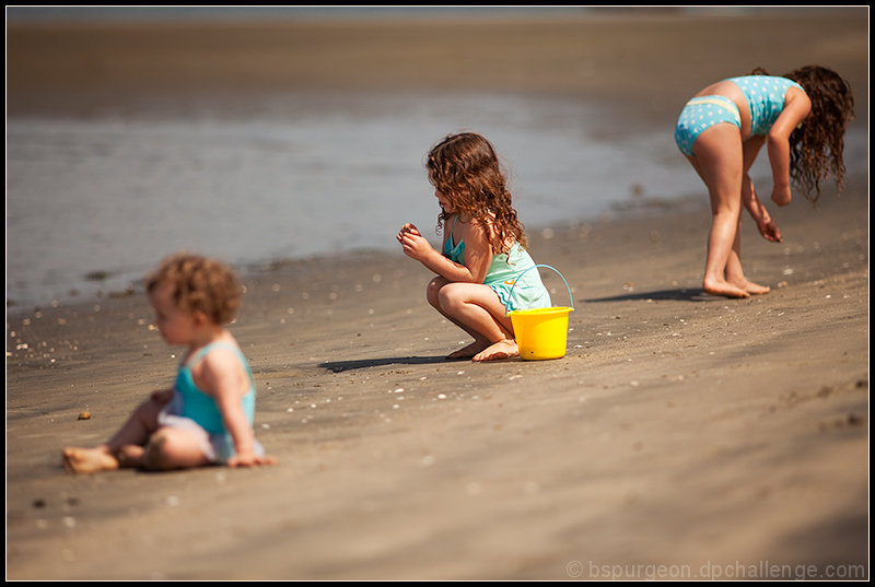 Evolution of the Shell Gatherer