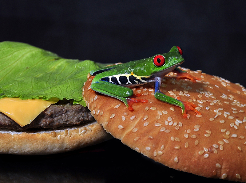 Oi!  Where's Me Lily Pad?