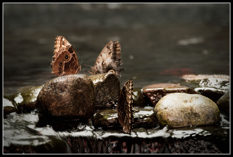 Bathing butterflies