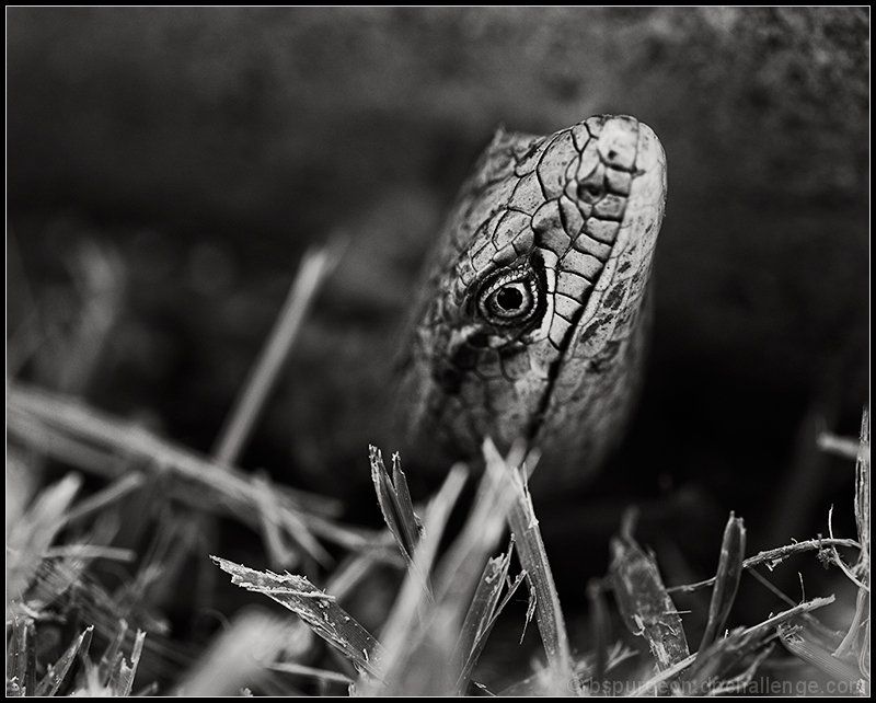 Head in the Grass