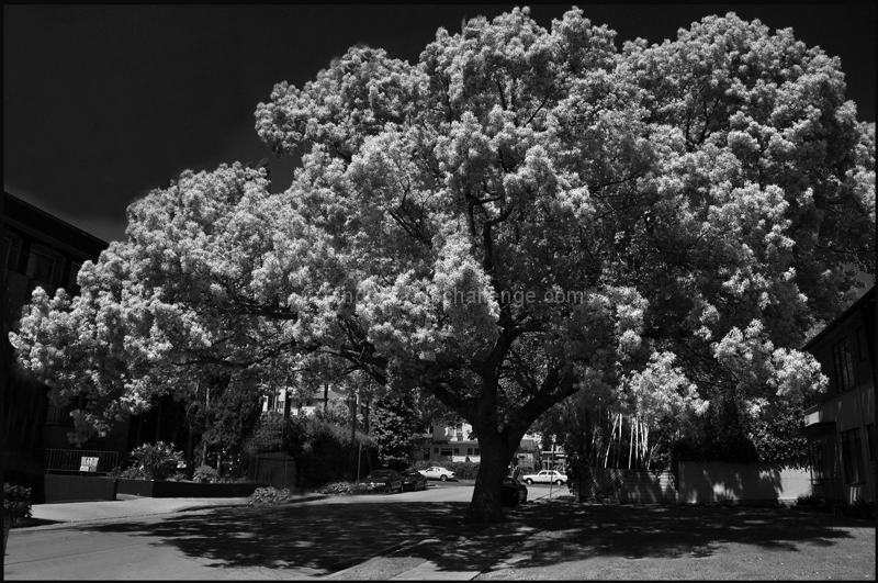 Tree of Souls