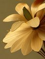 Bamboo Flower