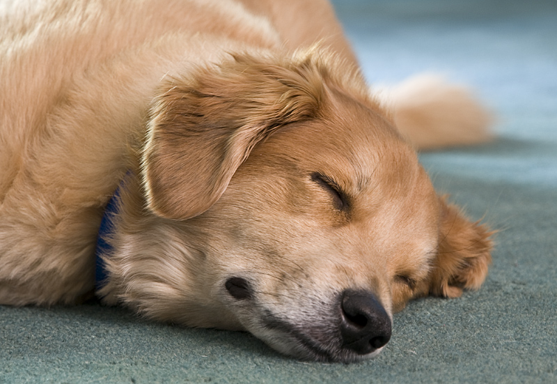 Let Sleeping Dogs...