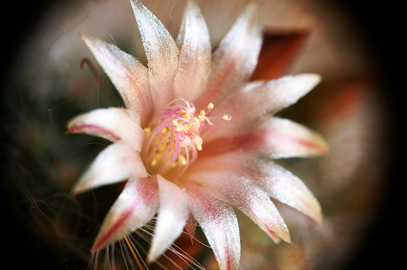 Desert Bloom 