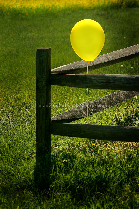 Desperately Seeking Companionship