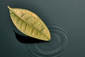 Silent Impact