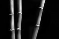 Zen Bamboo