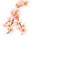 Pink Blossom