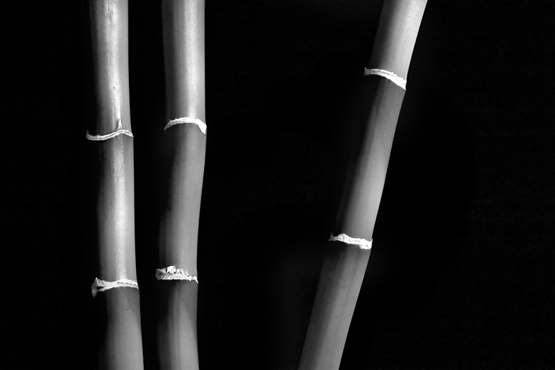 Zen Bamboo