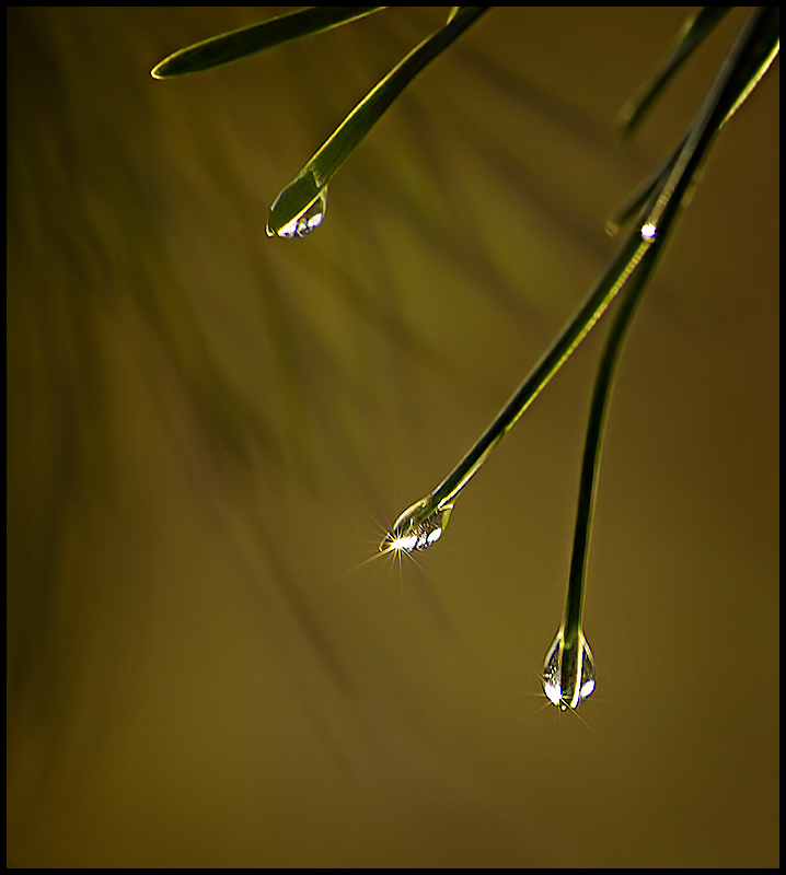 Jewels of Enlightenment