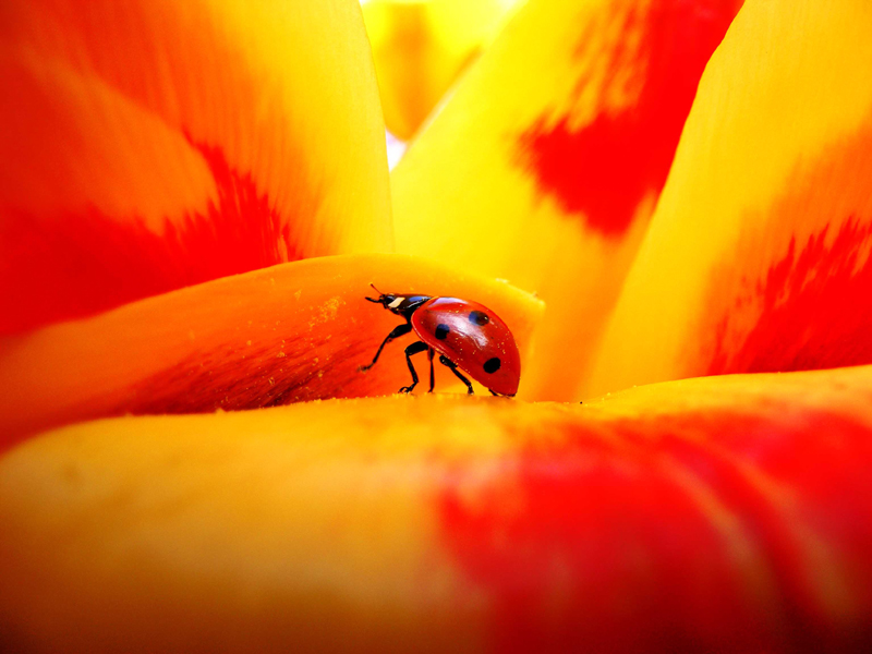 The Flower Sermon