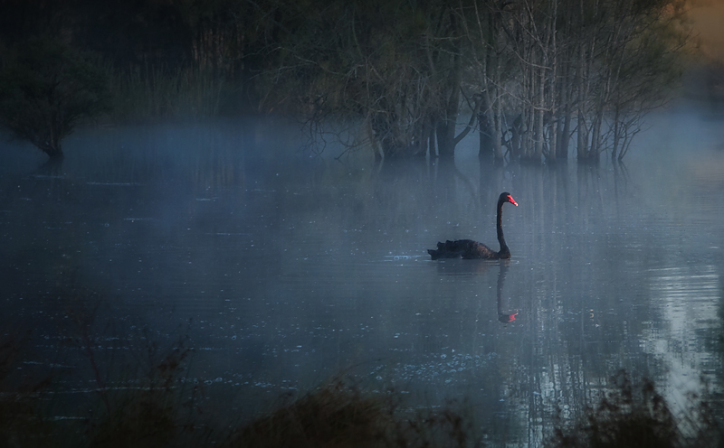 The Silence of Dawn