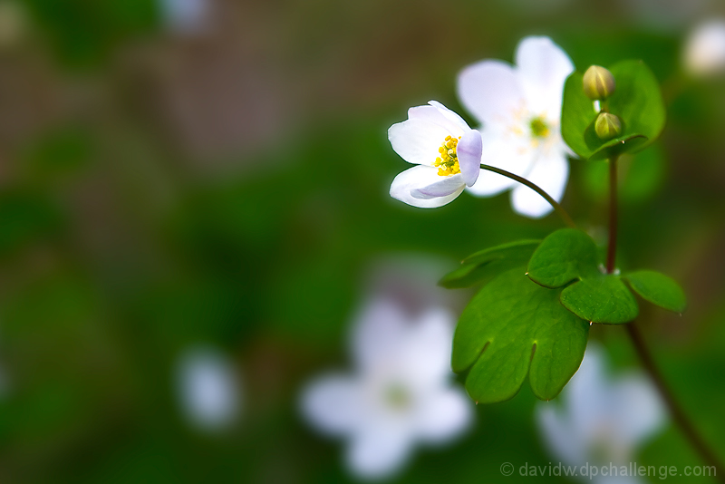 April Flowers