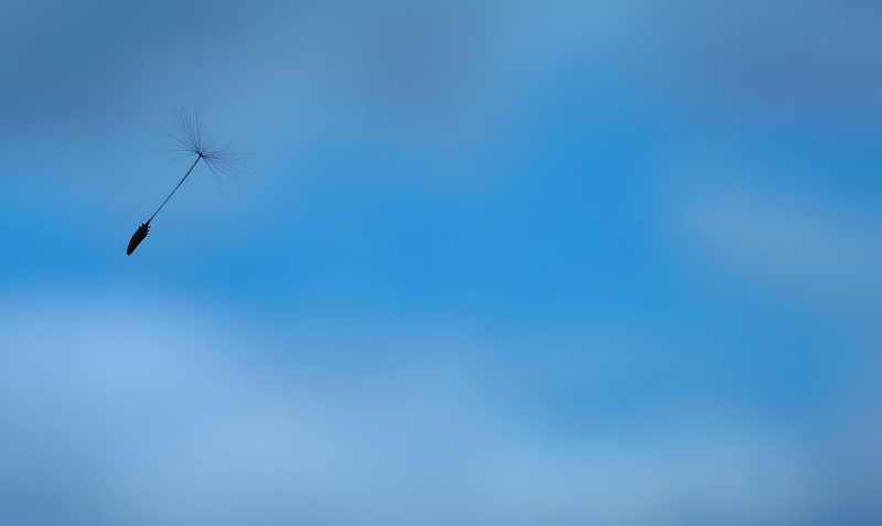 Wing on a Whisper