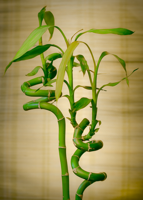 Lucky Bamboo