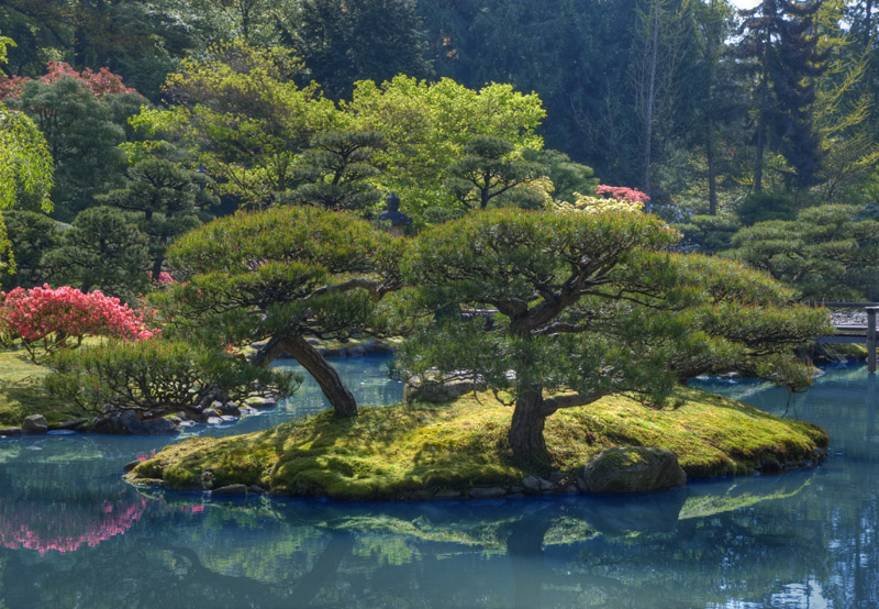 Bonsai