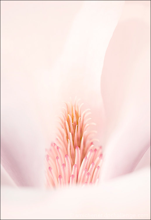 Magnolia